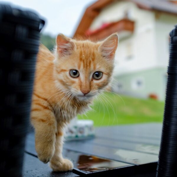 katze am bauernhof